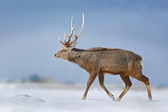 Animal with antler in the nature habitat, winter scene, Hokkaido, wildlife nature, Japan. Hokkaido