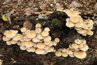 Sulphur tuft (Hypholoma fasciculare) on a tree trunk, North Rhine-Westphalia, Germany