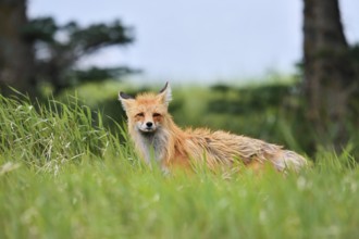 Red fox (Vulpes vulpes), Waterton Lakes National Park, Alberta, Canada