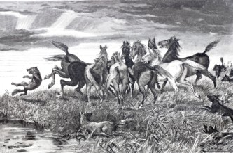 Wild horses defending themselves against attacking wolves, 1888, America, Historical, digitally
