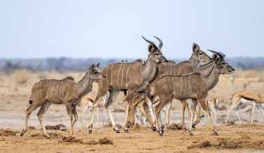 Greater kudu (Tragelaphus strepsiceros), group, drinking at waterhole, Nxai Pan National Park,