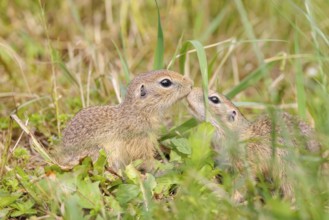 Kisses from mom. An adult and a young European ground squirrel (Spermophilus citellus) or European