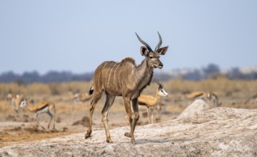 Greater kudu (Tragelaphus strepsiceros), young male, Nxai Pan National Park, Botswana
