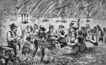 Harvest of corn, corn, in the Bavarian Alps, Bavaria, Germany, removing the leaves from the corn