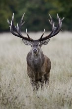 Capital stag... Red deer (Cervus elaphus) with impressive, far-reaching mighty antlers, 18-pointer,