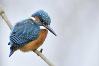 On the lookout... Kingfisher (Alcedo atthis) in winter, sitting on a branch while hunting, looking