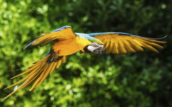 Blue-and-yellow macaw, Ara ararauna, bird in flight