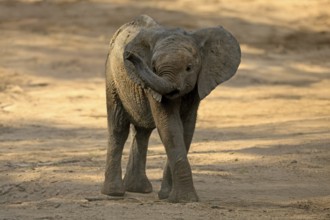 African elephant (Loxodonta africana), young animal, sniffing, trunk, dried up riverbed, Kruger,