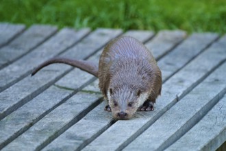 European otter (Lutra lutra), standing with wet fur on a wooden footbridge, Germany