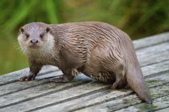European otter (Lutra lutra), with wet fur sitting on a wooden footbridge, Germany