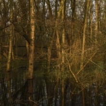 At high water levels... near-natural marshy forest, alluvial forest with alders, poplars, ash trees