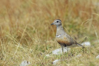 Eurasian Dotterel (Charadrius morinellus) male, Abruzzo, Italy