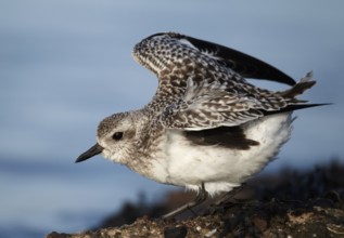 Grey Plover (Pluvialis squatarola), Schleswig-Holstein, Germany