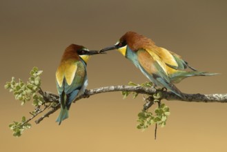 European Bee-eater (Merops apiaster), Portugal
