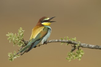 European Bee-eater (Merops apiaster), Portugal