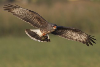 Snail Kite (Rostrhamus sociabilis) male flying with snail in its claws, Florida, USA