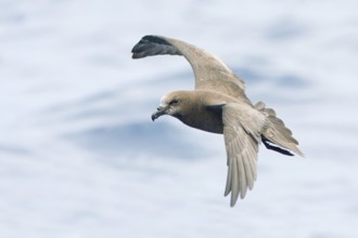 Great-winged Petrel (Pterodroma gouldi) flying, Victoria, Australia