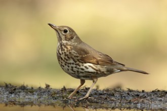 Song Thrush (Turdus philomelos), Utrecht, Netherlands