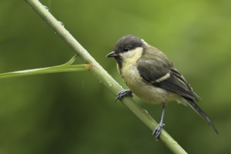 Great Tit (Parus major) juvenile, Lower Saxony, Germany