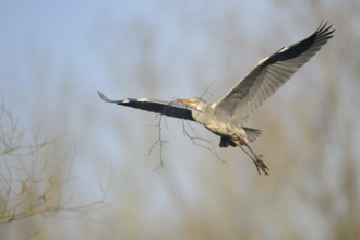 Grey Heron (Ardea cinerea) flying with nesting material, North Rhine-Westphalia, Germany