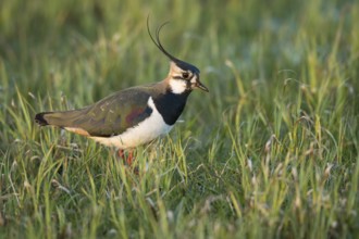 Northern Lapwing (Vanellus vanellus), Lower Saxony, Germany