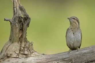 Eurasian Wryneck (Jynx torquilla), Saxony, Germany