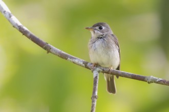 Asian Brown Flaycatcher (Muscicapa dauurica) im Regenwald von Sri Lanka