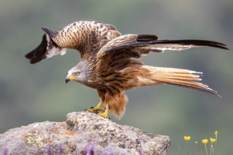 Red Kite (Milvus milvus) perched on a rock, Madrid, Spain