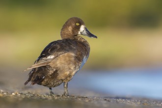Greater Scaup (Aythya marila) female, Poland