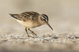 Broad-billed Sandpiper (Calidris falcinellus) foraging, Poland