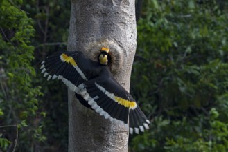 Great Hornbill (Buceros bicornis) male feeding at breeding cavity, Yunnan, China