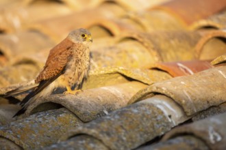 Lesser Kestrel (Falco naumanni) male on a roof, Castile-La Mancha, Spain