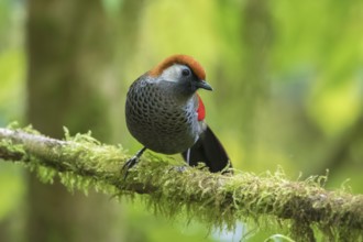 Red-tailed Laughingthrush (Trochalopteron milnei) perched on a branch, Ngoc Linh, Vietnam