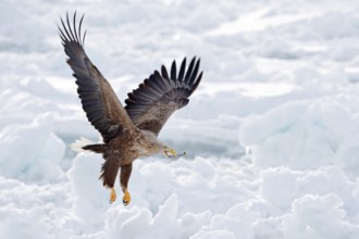 Big eagle with fish, snow sea. Flight White-tailed eagle, Haliaeetus albicilla, Hokkaido, Japan.