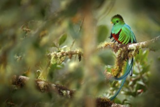 Resplendent Quetzal, Savegre in Costa Rica with green forest in background. Magnificent sacred