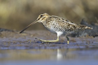 Wilson's Snipe (Gallinago delicata), Manitoba, Canada