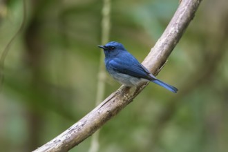 Hainan Blue Flycatcher (Cyornis hainanus) male, Cat Tien National Park, Vietnam