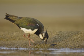 Northern Lapwing (Vanellus vanellus) female foraging, North Rhine-Westphalia, Germany