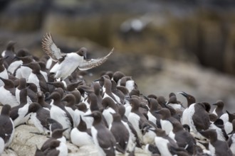 Common Murre (Uria aalge) colony, Farne Islands, United Kingdom