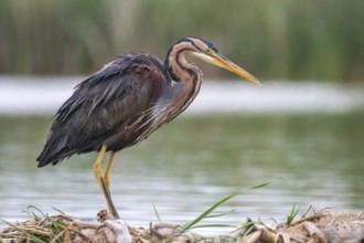 Purple Heron (Ardea purpurea) foraging, Subotica, Serbia