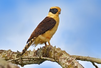 Laughing falcon, Herpetotheres cachinnans, siting on the tree with blue sky, Tarcoles River, Carara