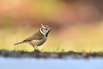 European Crested Tit (Lophophanes cristatus) at a waterhole, Netherlands