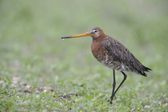 Black-tailed Godwit (Limosa limosa), Lake Neusiedl, Austria