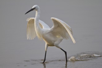 Little Egret (Egretta garzetta) foraging, Mallorca, Spain