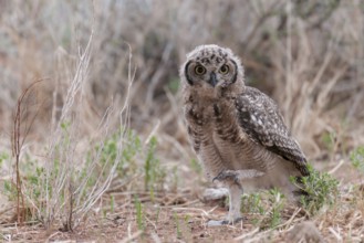 Spotted Eagle-owl (Bubo africanus) juvenile, Northern Cape, South Africa