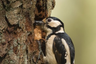 Great Spotted Woodpecker (Dendrocopos major) female feeds juvenile in breeding cavity, Utrecht,