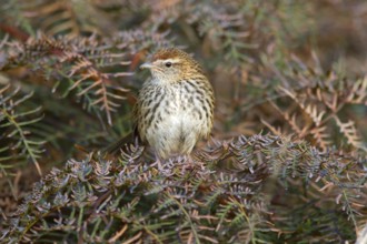 New Zealand Fernbird (Megalurus punctatus), New Zealand