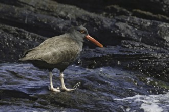 Blackish Oystercatcher (Haematopus ater), Falkland Islands