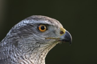 Northern Goshawk (Accipiter gentilis) female, Baden-Wuerttemberg, Germany