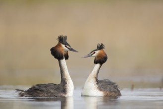 Great Crested Grebe (Podiceps cristatus) pair displaying, Saxony, Germany